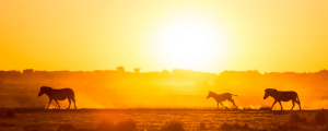 AFRICA DO SUL